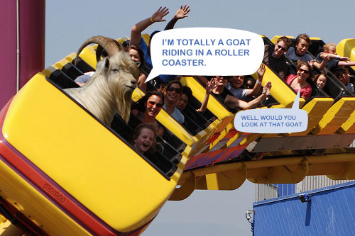 goat and coaster